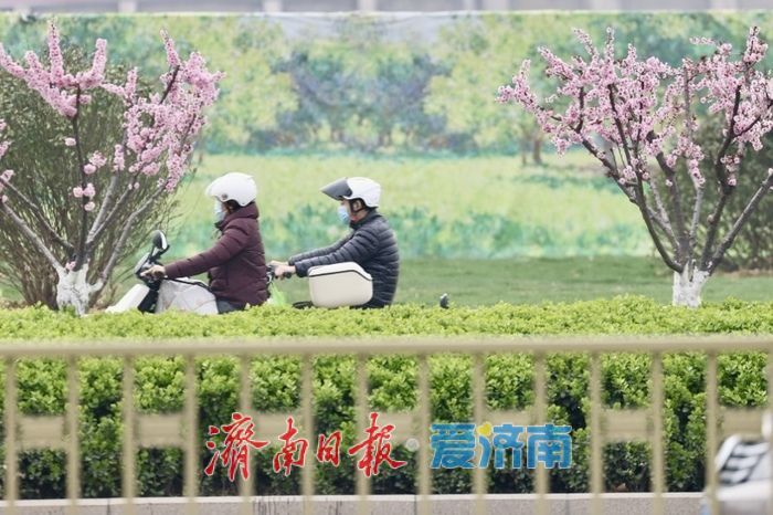 一年四季 泉在济南丨梅香满径！经十路梅花盛放，绘就济南春日街景