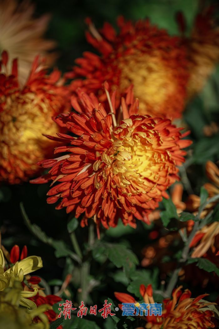 一年四季 泉在济南丨济南趵突泉菊展：初冬时节菊花争艳 满园锦绣引客来