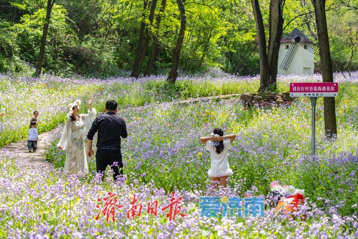 亮相央视获点赞，济南红叶谷邀您打卡花海盛宴