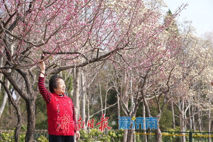 济南大明湖畔玉兰花红梅竞放 春日盛景引游客打卡