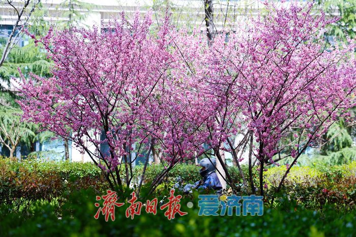 美人梅绽放济南街头，绘就春日浪漫盛景