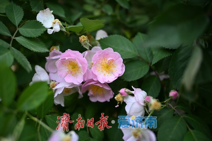 五龙潭公园花海引客来 月季蔷薇竞相绽放成拍照胜地
