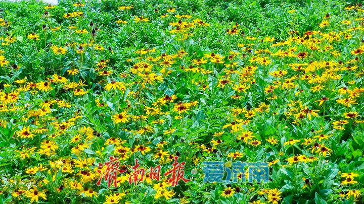 鎏金花开满湖畔云锦湖畔毛叶金光菊绚烂盛放