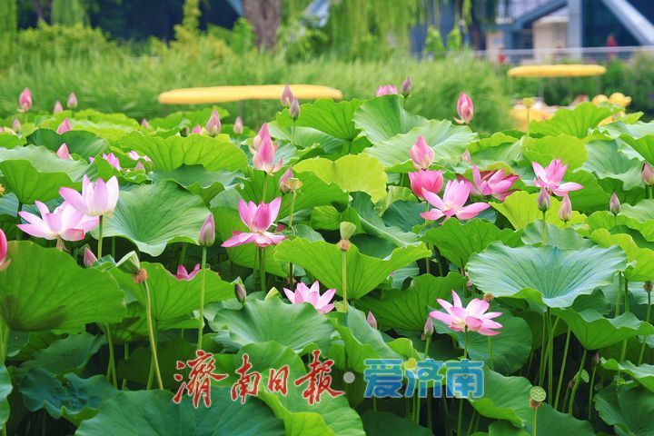 一年四季 泉在济南丨荷花绽放添美景 市民游园享清凉