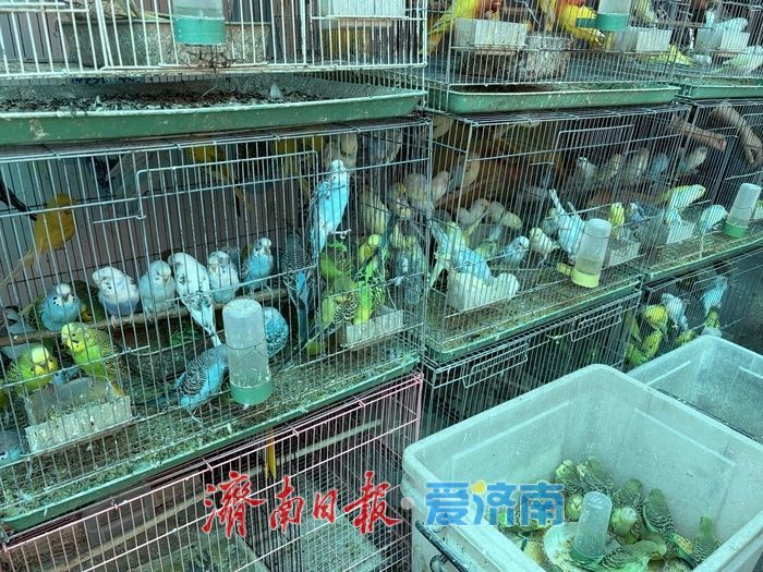 假期最后一天逛不停！花鸟鱼宠齐热销，小朋友成逛市主力