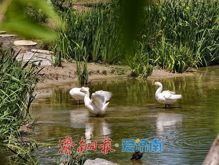 初夏泉畔，尽显生态宜居新貌