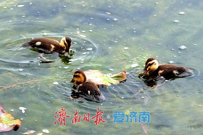大明湖新生斑嘴鸭宝宝憨态可掬引围观
