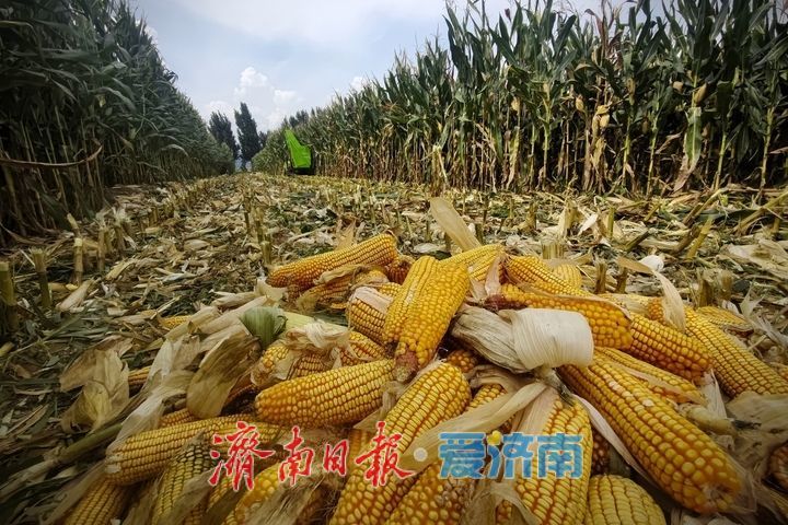 玉米抢收正当时 济南田间处处丰收忙