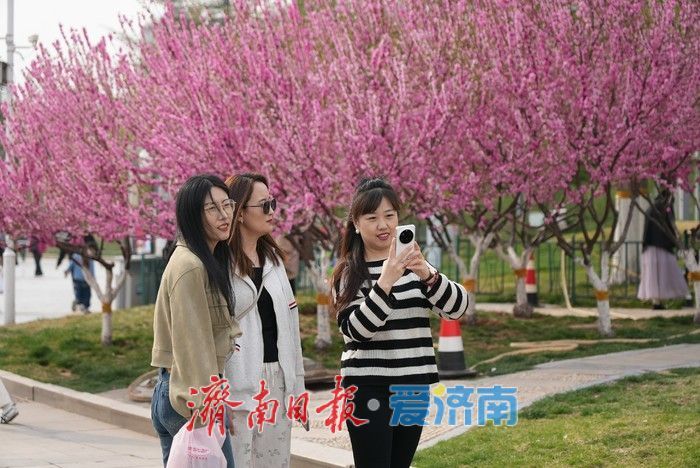 济南泉城广场榆叶梅“花漾”绽放！