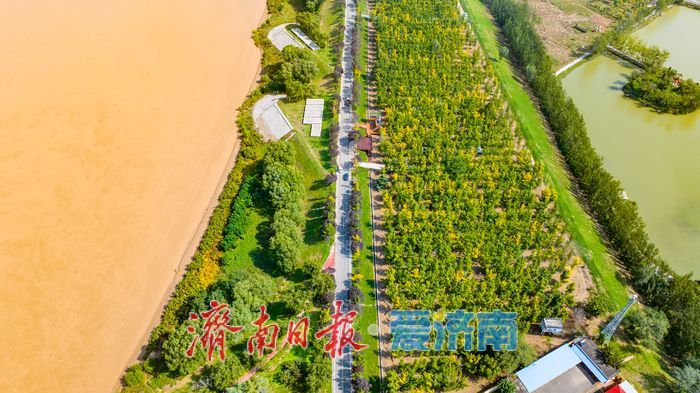 金色盛宴即将开启！济南黄河银杏林最佳观赏期预告，收好这份打卡攻略