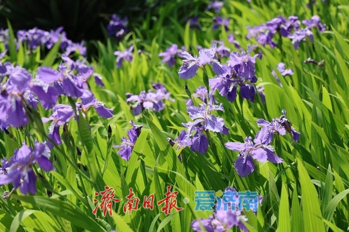 一年四季 泉在济南｜暮春赴约小清河 鸢尾花开醉泉城