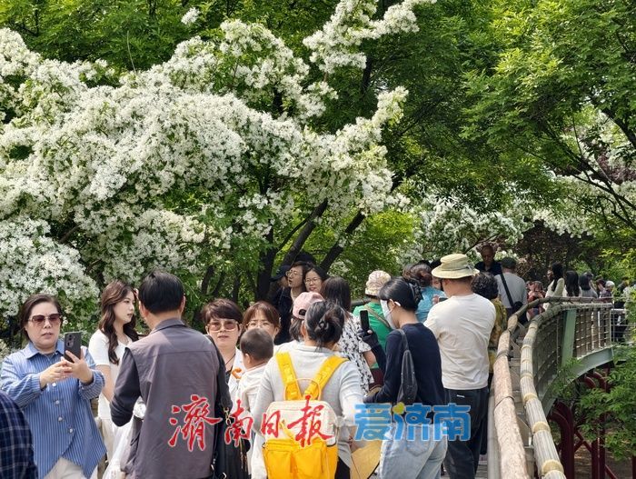 一年四季 泉在济南｜泉城公园流苏盛放，风过枝头满是温柔