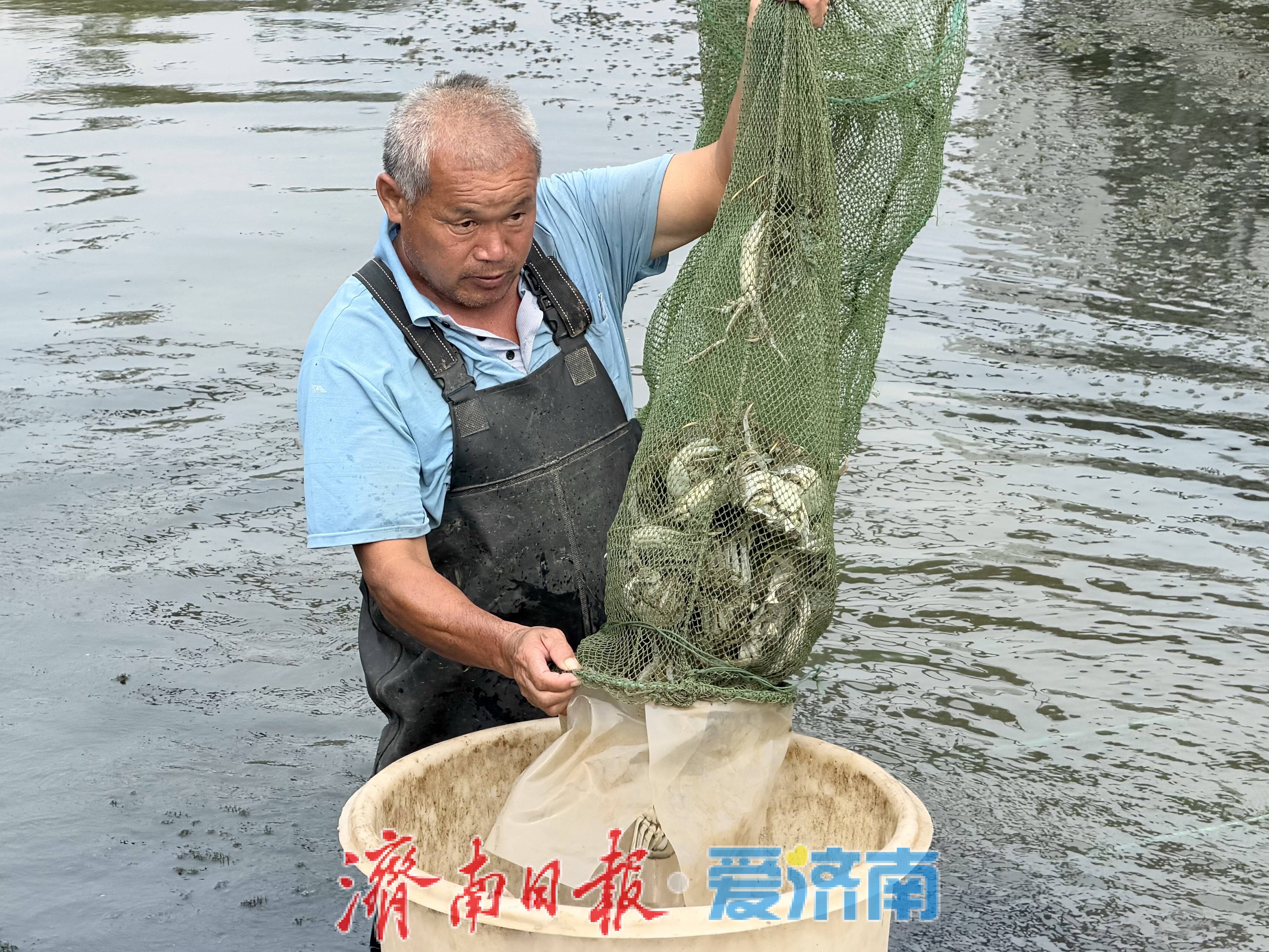 济南首个渔光互补项目迎丰收 大闸蟹产品已陆续上市
