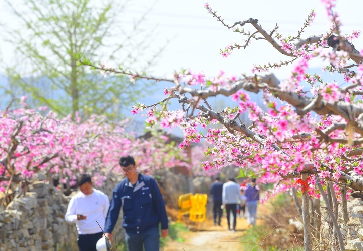 满树粉黛迷人眼，济南现实版“桃花源”等你来打卡