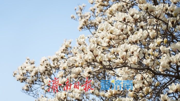 玉兰花再次凭实力出圈，“花” 式打卡等你赴约
