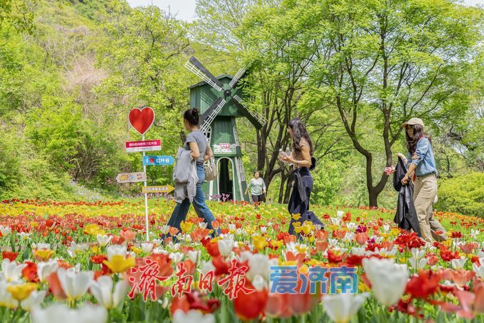 亮相央视获点赞，济南红叶谷邀您打卡花海盛宴