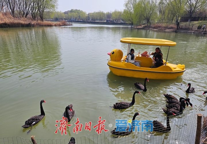 黑天鹅畅游济西湿地