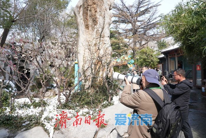 与古建筑适配度拉满，白色蜡梅迎客来