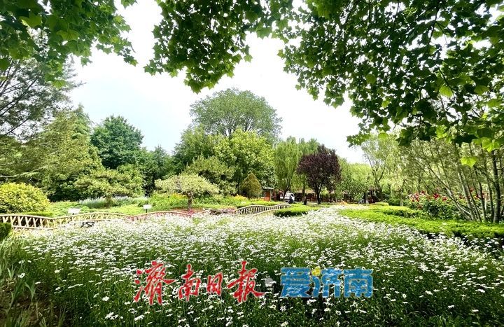 泉城五月花事浓！济南花圃公园化身“天然调色盘”
