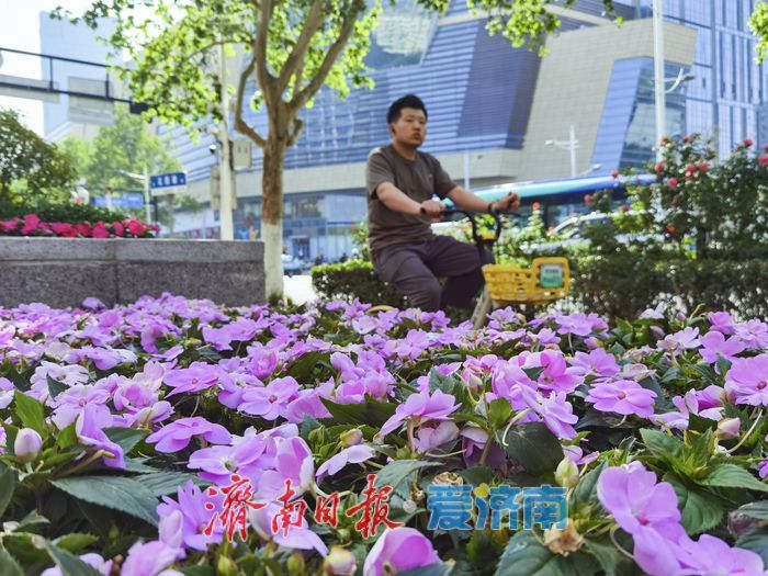 泉城街头繁花似锦，蔷薇月季次第绽放扮靓城市春光