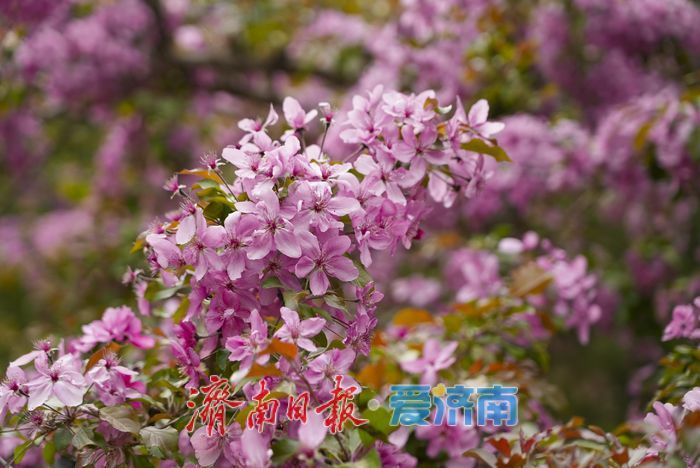 济南森林公园紫花海棠引游人