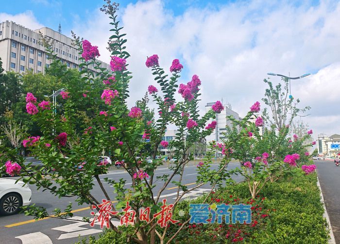 紫薇花开，邂逅夏日浪漫