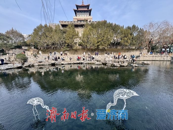 一年四季 泉在济南丨鹭舞清泉 景入画境 济南护城河畔添新景