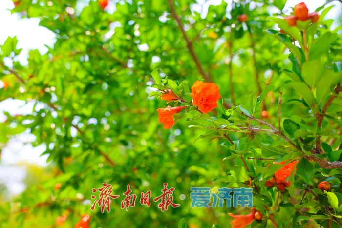 夏日寻凉正当时 树荫露营解锁都市微度假新方式