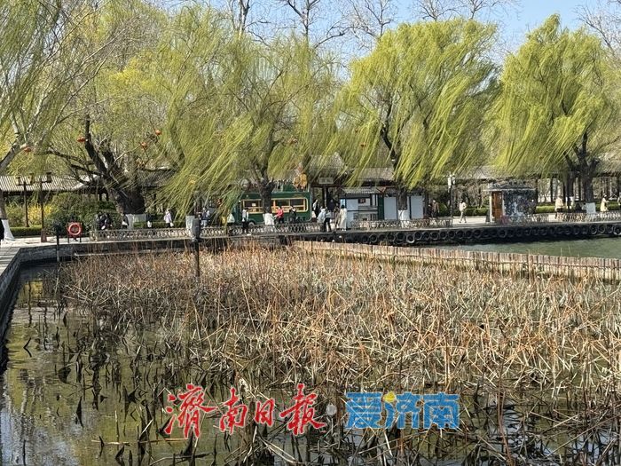 大明湖新柳残荷相映 绘就吴冠中笔下水墨春景