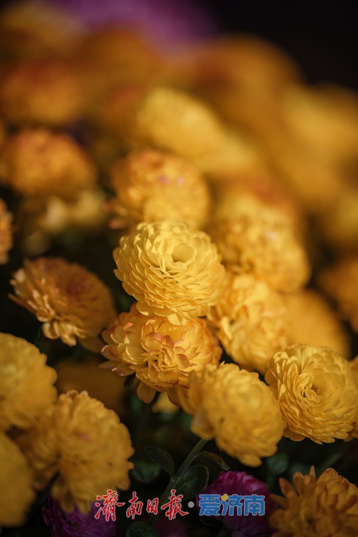 一年四季 泉在济南丨济南趵突泉菊展：初冬时节菊花争艳 满园锦绣引客来