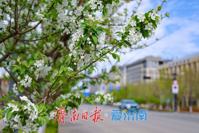 一年四季 泉在济南丨济南超算中心旁海棠盛放 东部科创走廊添春日诗意
