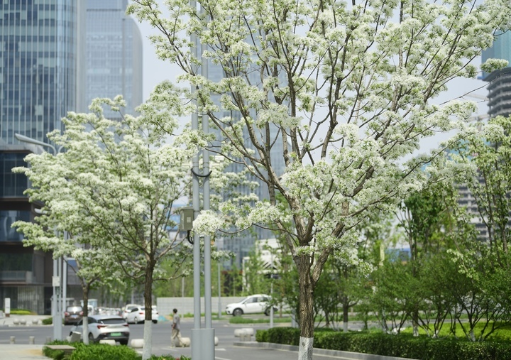 “泉”在济南过五一｜流苏花开白如雪，花香四溢醉人心