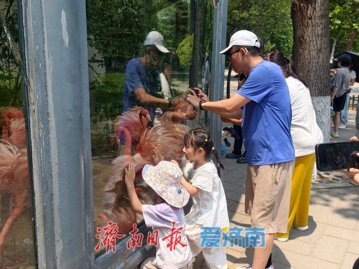 夏日游园热度攀升，济南动物园成市民休闲好去处