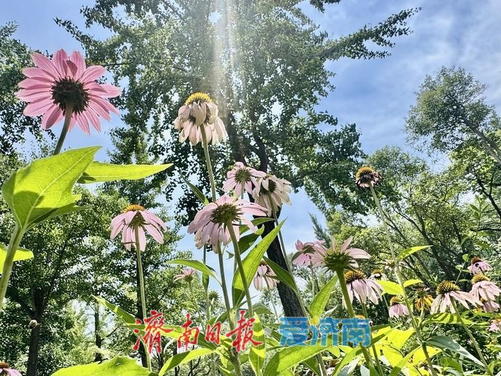 泉城公园夏花盛放 尽显泉城夏日风情
