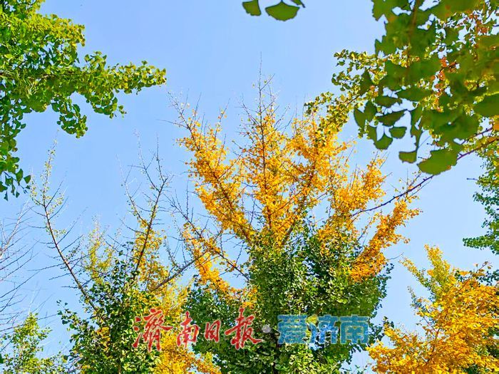 秋日限定！市民扎堆黄河银杏林，野炊成周末休闲新时尚