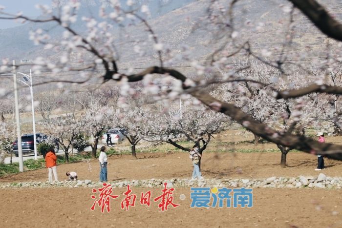 一年四季 泉在济南丨长清张夏杏花盛放 市民踏青乐享春光