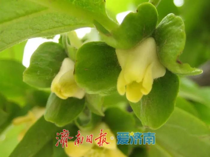 春日暖阳，带你奔赴浪漫花约，济南市特色林果赏花攻略来啦→