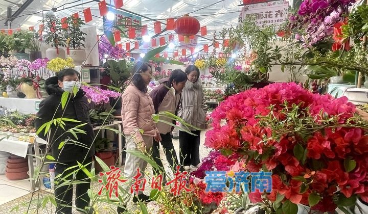 济南年宵花市场供销两旺 蝴蝶兰、杜鹃、大花蕙兰受热捧
