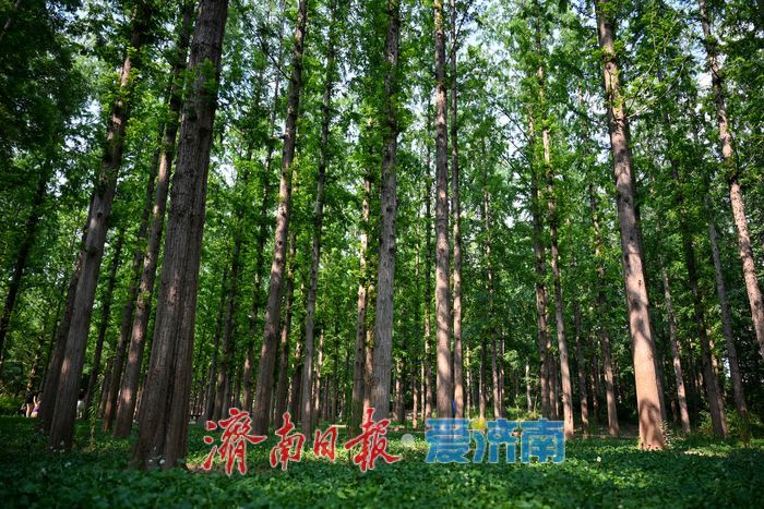一年四季 泉在济南丨步道漫步树荫休憩 泉城公园成避暑休闲好去处