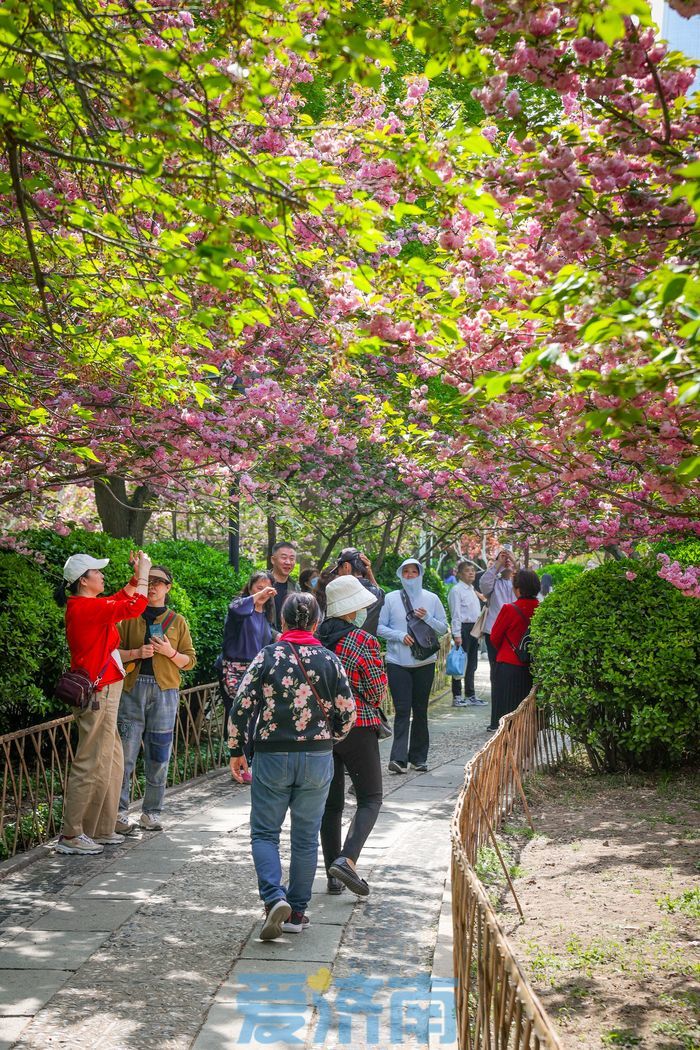 “泉”在济南过五一｜错过早樱别遗憾！五龙潭晚樱进入最佳观赏期