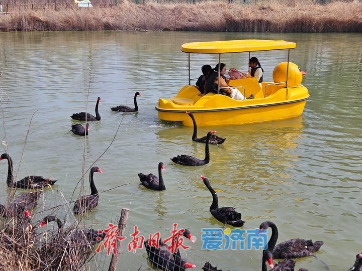 黑天鹅畅游济西湿地