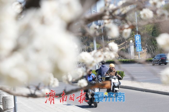 济南腊山河畔白色梅花盛放如粉似雪
