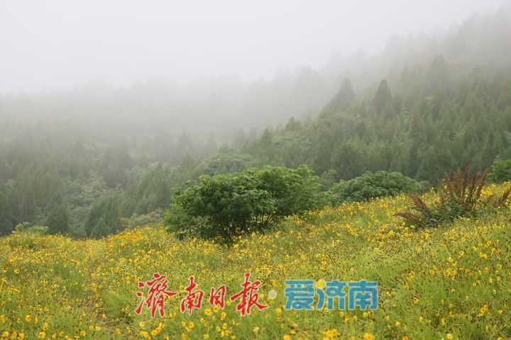 雨中花海添诗意 济南金鸡菊静美宜人