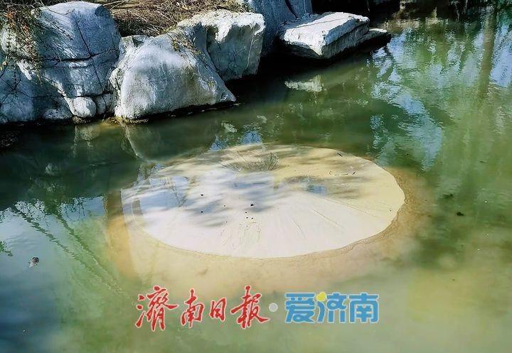一年四季 泉在济南丨白泉喷涌景如画 公园焕新引客来
