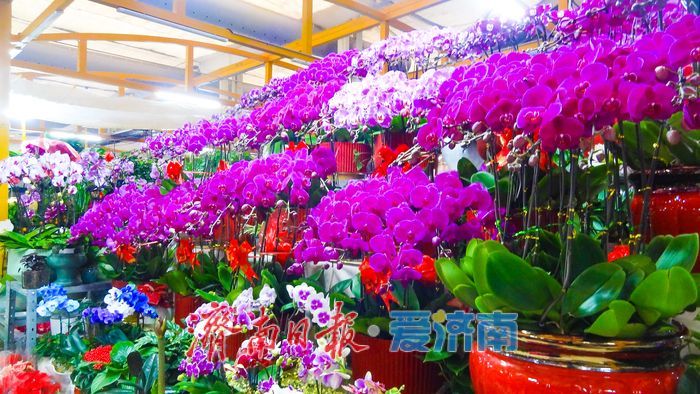 马年添芳气 花市启新程 济南老东门花卉水族市场年宵花销售掀热潮