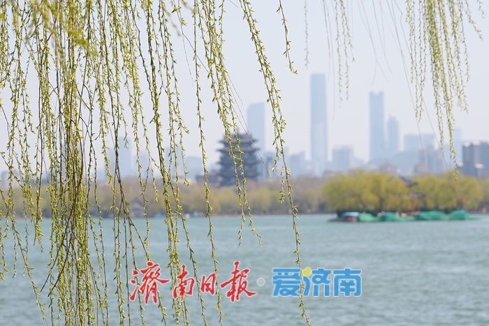 一年四季 泉在济南丨大明湖春色满园 游人踏青享春光