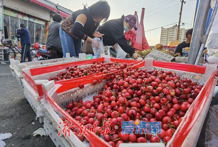 “果盘子”上新啦！济南樱桃集中上市，价格亲民美味诱人