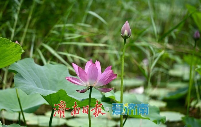 荷风送香入夏 济南森林公园荷花次第绽放