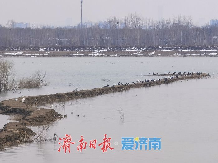 泉城春意浓，水鸟 “绘春图”