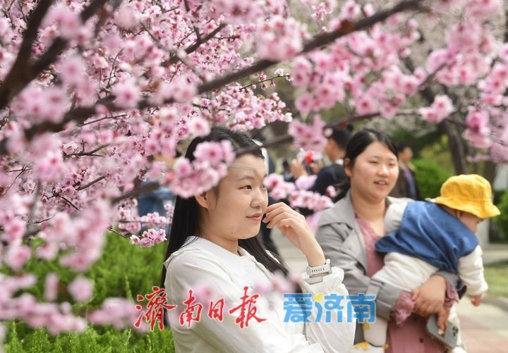 繁花盛开，校园“樱花大道”迎来最美时刻